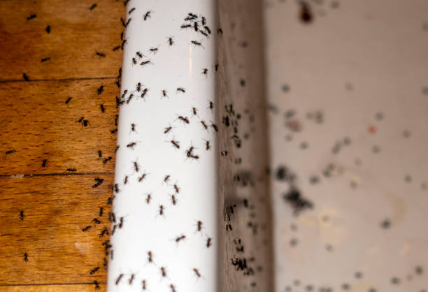 Professional Pest Control in Peru, IN